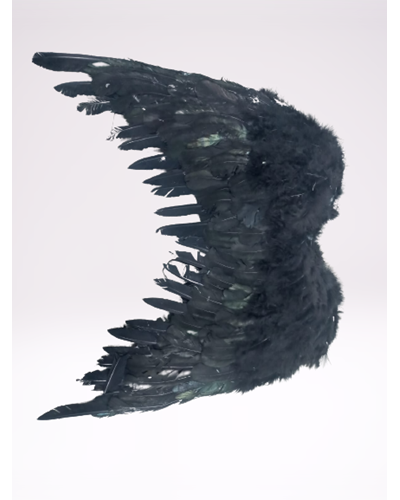 כנפיים, כנפי נוצות שחורות  