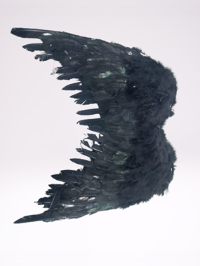כנפיים, כנפי נוצות שחורות   : image 1