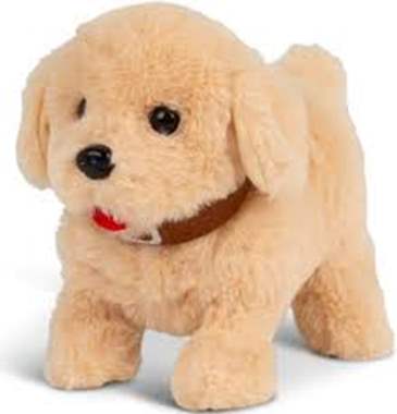 כלב פודל טוי מהלך ומצפצף : image 1